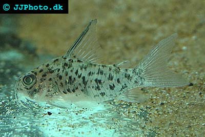 Corydoras armatus